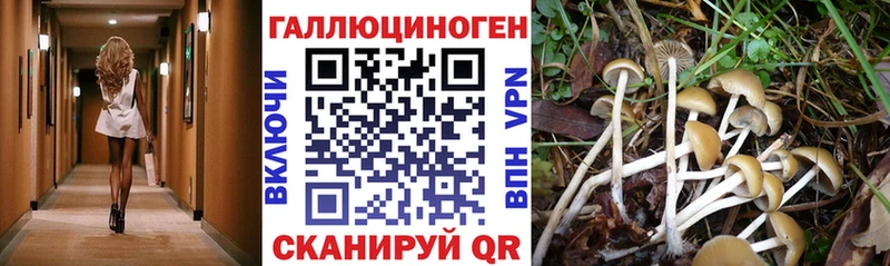 Псилоцибиновые грибы Cubensis  MEGA ССЫЛКА  Хасавюрт 